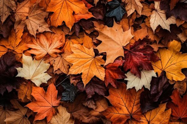 Spremenjen urnik rekreativnih terminov v času praznikov in počitnic